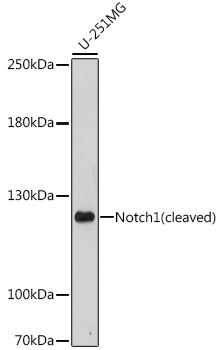 A16673_WB_01_(29045).jpg